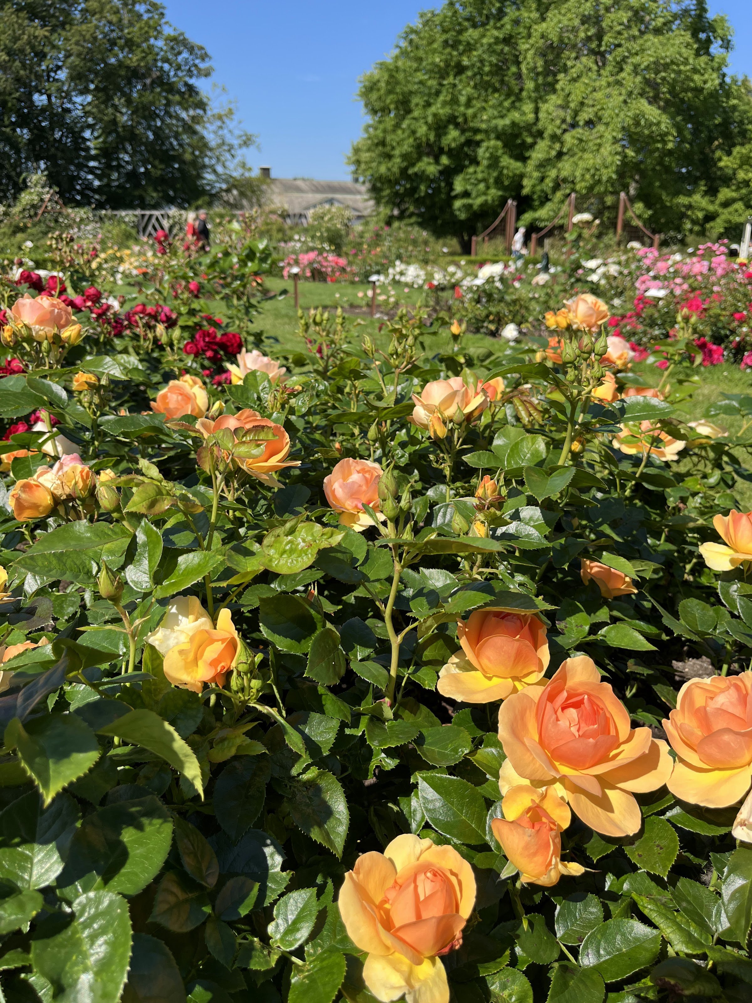 Rosenlund Rosarium